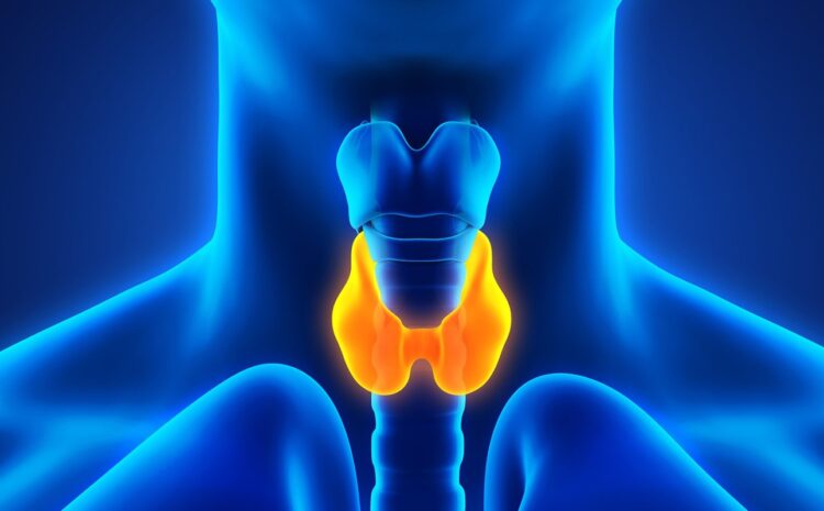  Thyroid: Understanding the Gland and Its Impact on Health